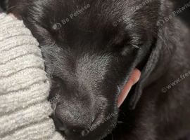 3 month female
