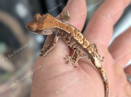 Baby crested geckos
