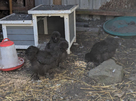 3 silkie pullets for sale