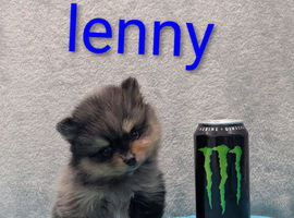 Pomeranian puppy's ready to leave
