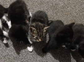 5 beautiful kittens needed forever home