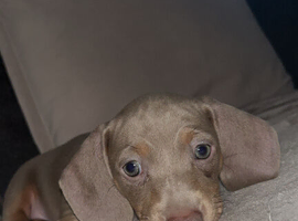Isabella and tan Dachshund