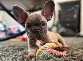 Beautiful Frenchbull dog puppy