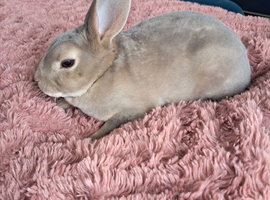 Mini rex kits
