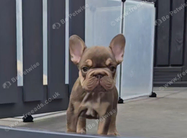 KC Fluffy French Bulldog Puppies