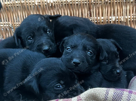 Beautiful KC Black Labrador Puppies