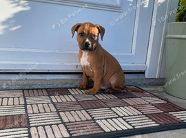Staffordshire bull terrier pups