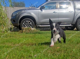 ISDS Tri and Black & White Border Collie Puppies