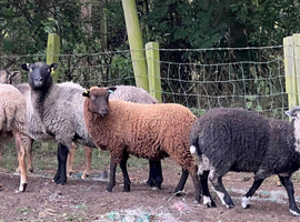 For sale small flock of Shetland sheep
