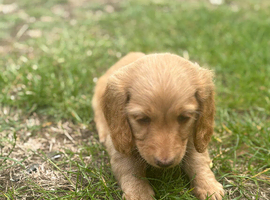 Long hair mini dachshund