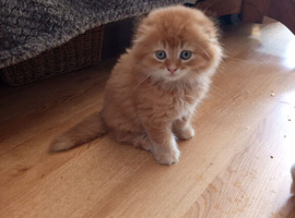 Kittens ready for rehoming