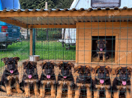 GERMAN SHEPHERD PUPPIES LOOKING FOR LOVING HOMES