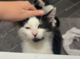11 week old female kitten