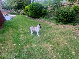 Female puppy