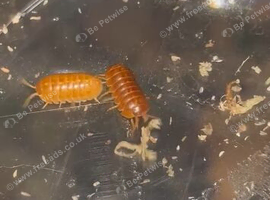 Armadilldium Vulgare &ldquo;Orange Vigor&rdquo;
