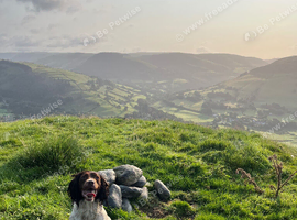 Kc registered English springer spaniel pups