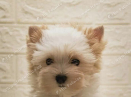 Yorkshire Terrier male