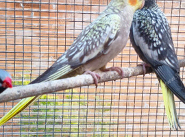 Two young cockatiels for sale in Maidstone