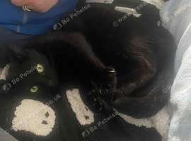 Sweet Domestic Shorthair Cat Looking for New Home &zwj; (Free to a good home)
