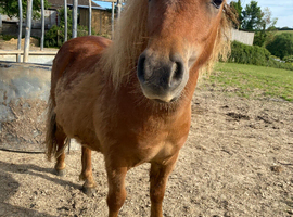 Miniature Shetland Colt pony for sale