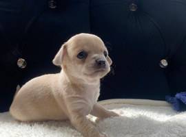 Chihuahua puppies 1 boy left