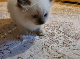 Ragdoll kittens ready 26/9