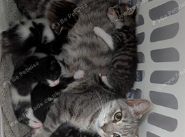 Kittens for sale