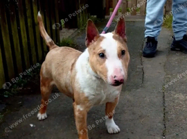 Miniature English Bull Terrier at stud