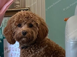 Cavapoo puppies