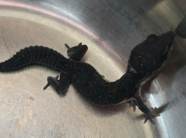 2 x pure black night females