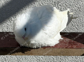 Figuritas Pigeon