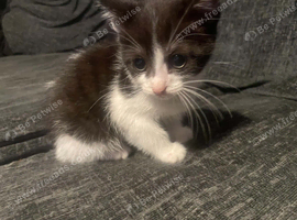 2 kittens female
