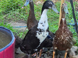 Runner ducks, 9 weeks old
