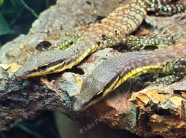 Baby Kimberly rock monitors