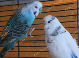 2 breeding pairs of budgies with cage