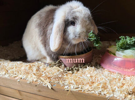 Mini Lop Kits Due Soon