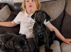 10 week old puppies ****800,,,,,,