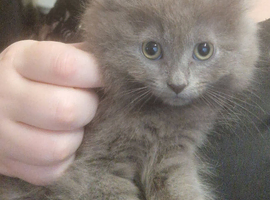 Beautiful grey kittens