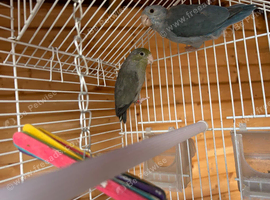 Pair parrotlets