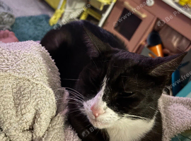Tuxedo boy cat needs rehoming due to unforeseen circumstances