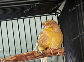 Female canaries