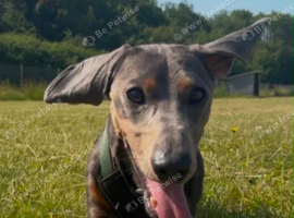Monty the dachshund