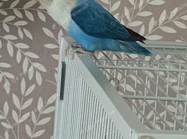 Male love bird 7 months old