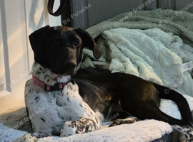 Beautiful female 9 month old German pointer cross collie