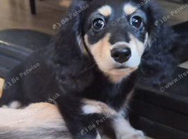 Kc reg miniature daschund longhaired