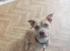 11month old American bulldog