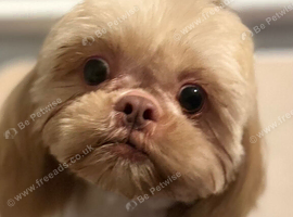 Imperial Shihtzu female