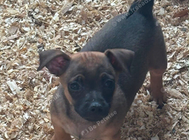 ️ Adorable Jack Russell Terrier Puppies ️