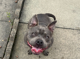 Blue pocket bully