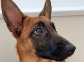 Belgian malinois puppy